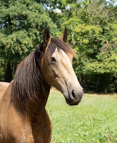 cheval-equicoaching-andes