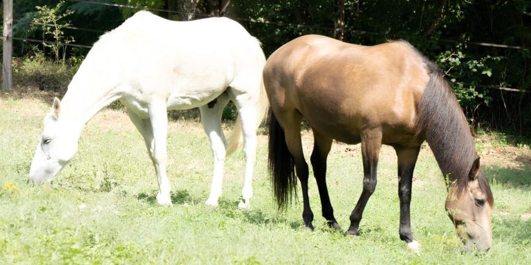 le-caractere-des-chevaux-equicoach-a-lyon