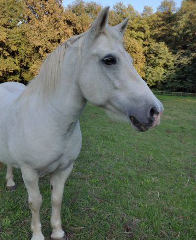 cheval-equicoaching-Vasco