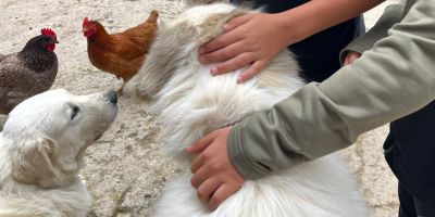 chiens-mediation-animale-centre-equicoaching-Lyon