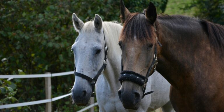 le-caractere-des-chevaux-equicoach-a-lyon