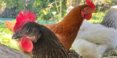 poules-mediation-animale-centre-equicoaching-Lyon