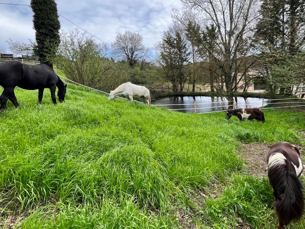 structure-equestre-equicoaching-lyon