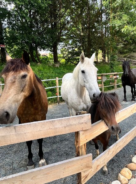 centre-equicoaching-à-lyon-troupeau-chevaux