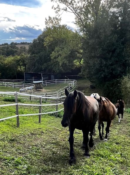 centre-equicoaching-à-lyon-troupeau-chevaux