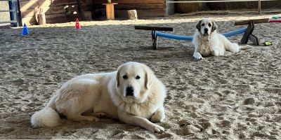 Chiens-Formation-zoothérapie-praticien-en-médiation-animale