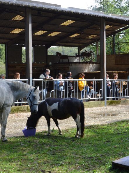 equicoaching-entreprise-lyon